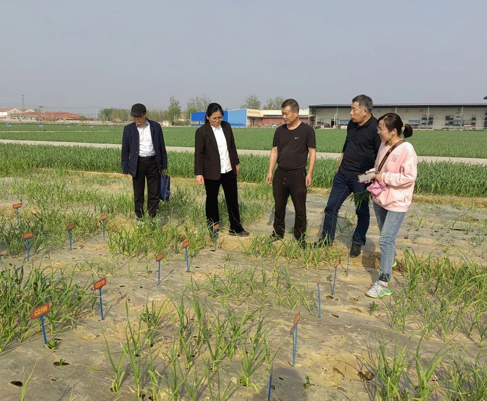 縣農業(yè)農村局蒞臨金春雨種業(yè)調研指導春季生產工作