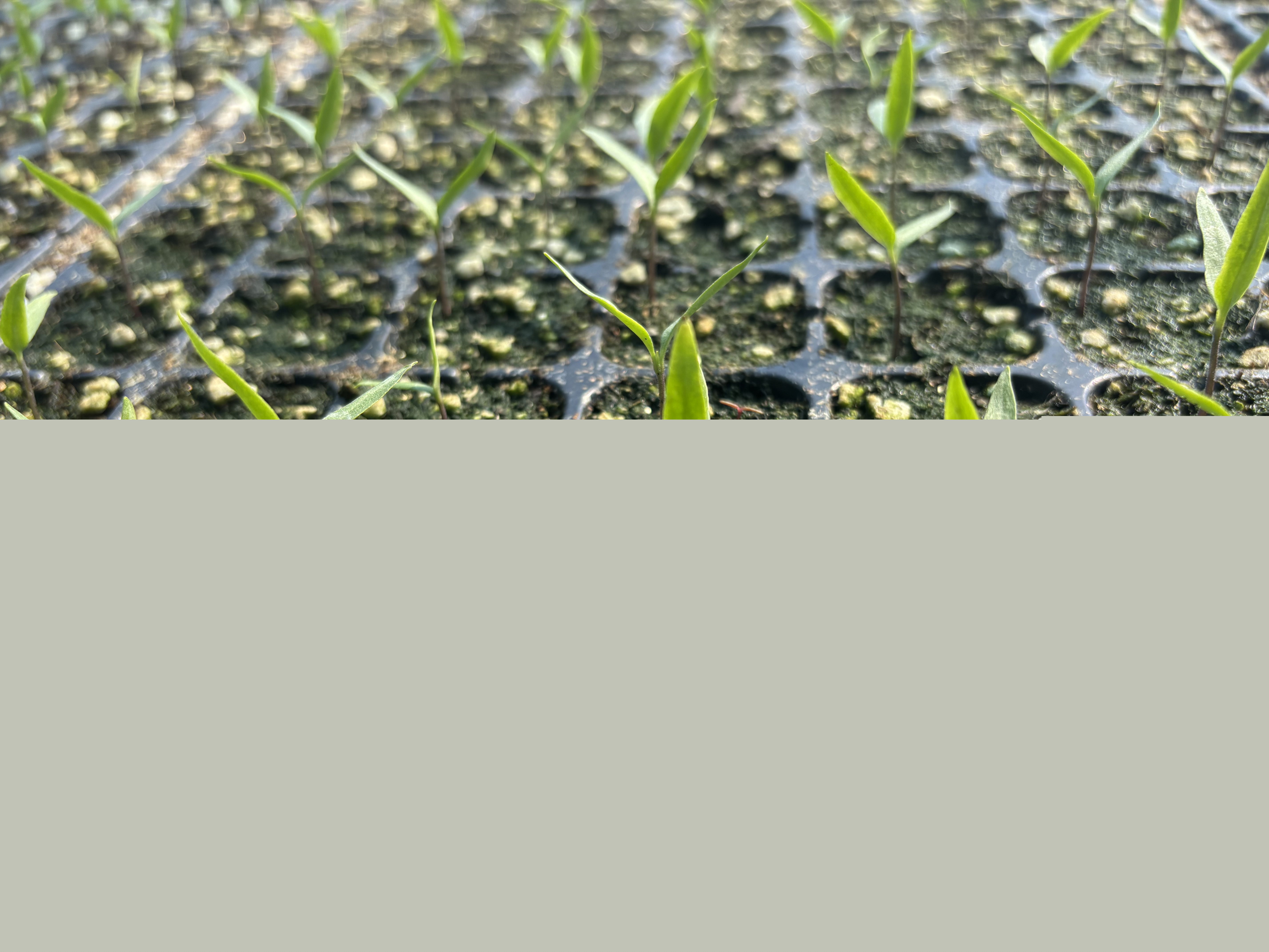辣椒苗繁育